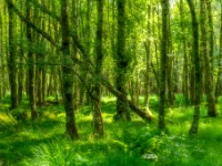 Glendalough, Co. Wicklow